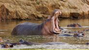 Abenteuer Wildnis - Hippos - ganz nah! Das geheime Leben der Flusspferde - Copyright: BR/Tesche Dokumentarfilm/WDR