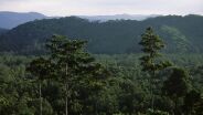 Naturparadiese am Äquator - Borneo und Sumatra - Copyright: Natural History New Zealand Ltd.