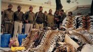 Eco Crimes - Der Kampf um die letzten indischen Tiger - Copyright: WDR/Längengrad Filmproduktion