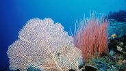 Naturparadiese am Äquator - Pazifische Korallengärten - Copyright: Natural History New Zealand Ltd.